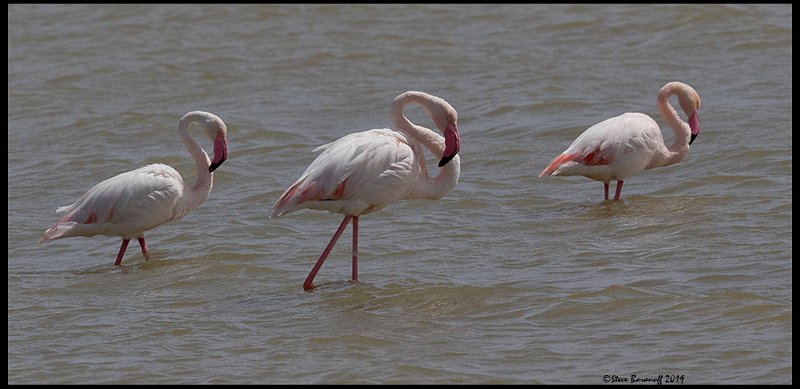 _9SB1330 greater flamingos.jpg